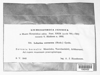 Lobarina scrobiculata image